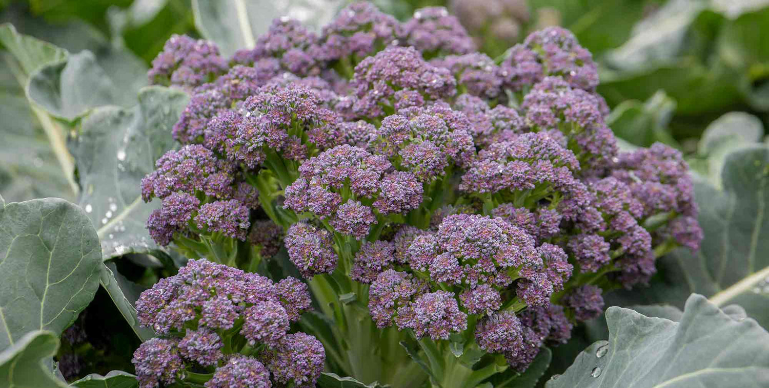 Broccoli & Calabrese Plants