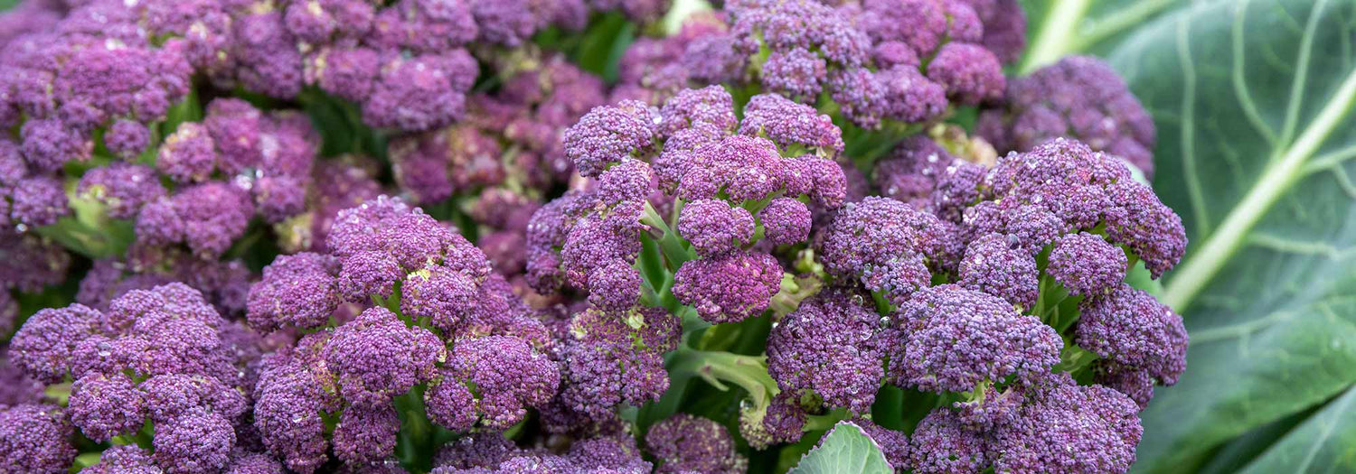 Broccoli & Calabrese Seeds