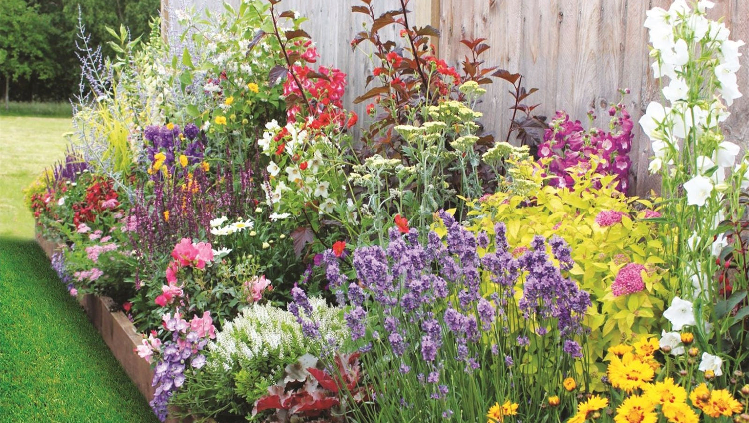 Border Plants