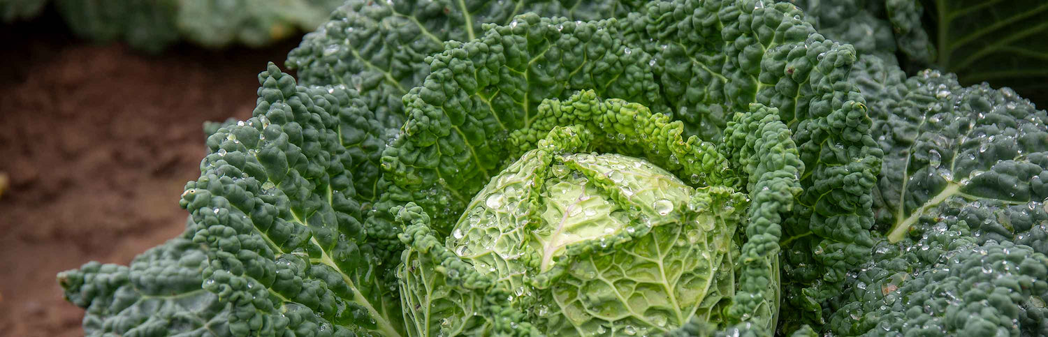 Cabbage Plants