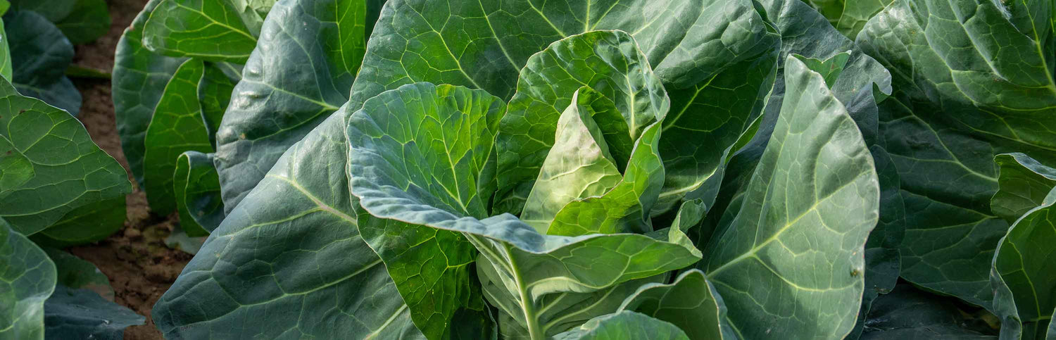 Cabbage Seeds