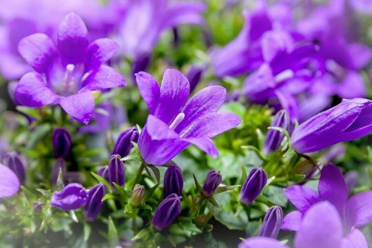 Campanula Plants