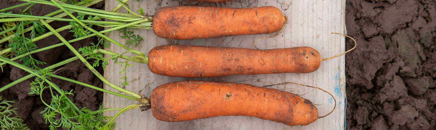 Carrot Seeds