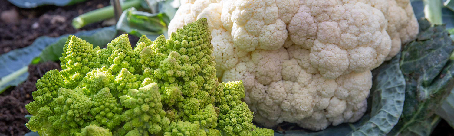 Cauliflower Plants