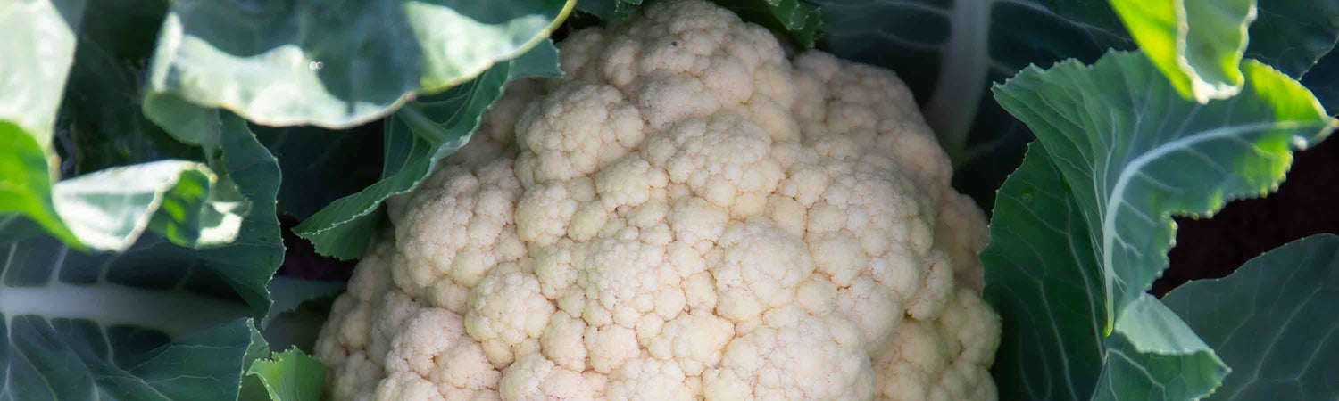 Cauliflower Seeds