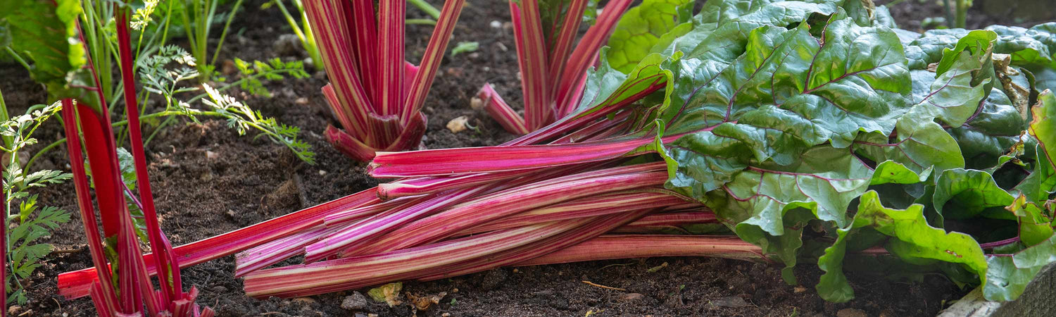 Chard Seeds