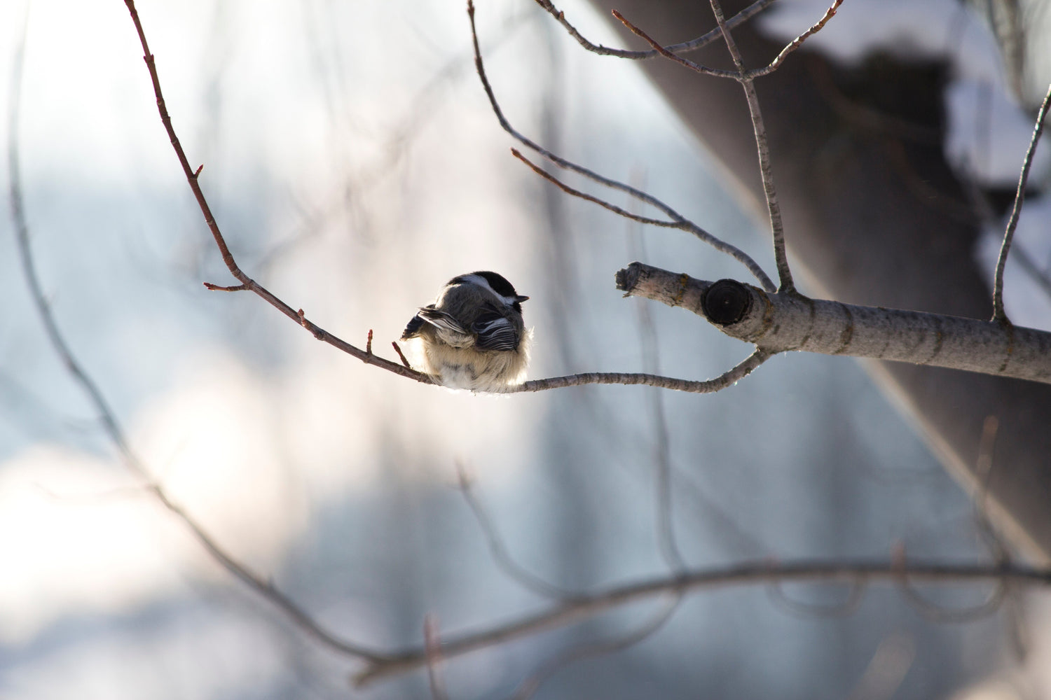 Birdcare Promotion