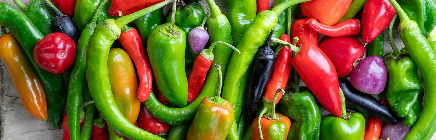 Chilli Plants