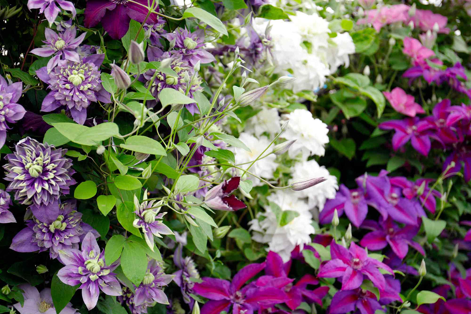 Clematis Plants