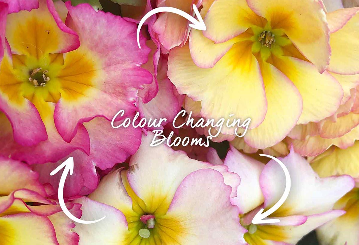 Colour Changing Flowers