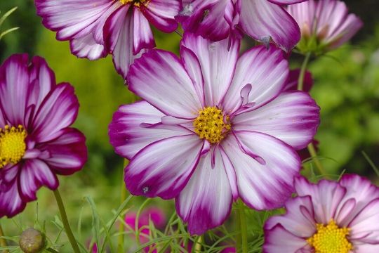 Cosmos Plants