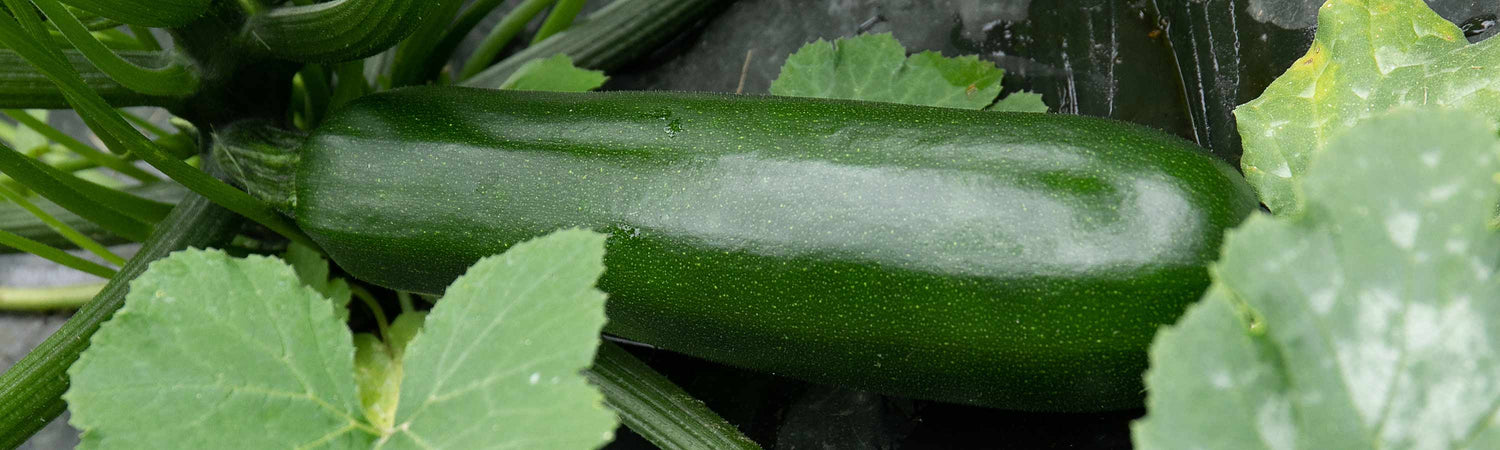 Courgette Plants