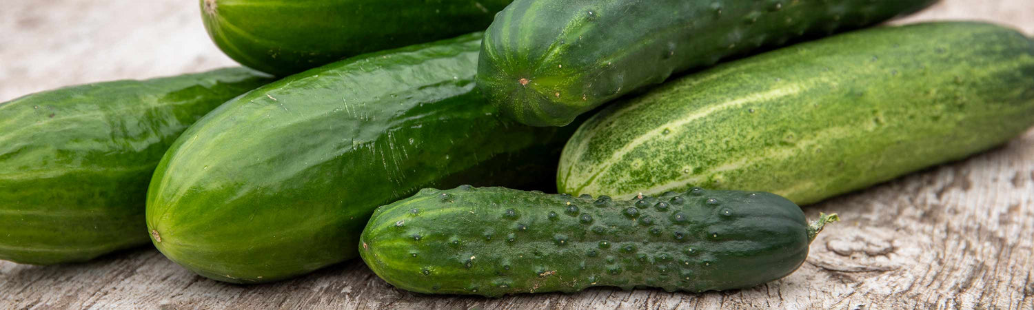 Cucumber Plants