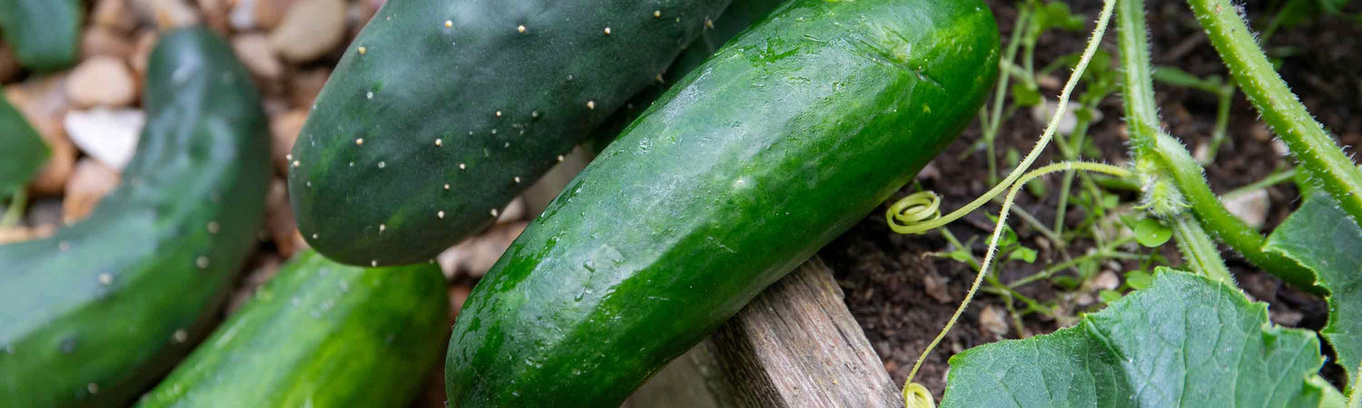 Cucumber Seeds