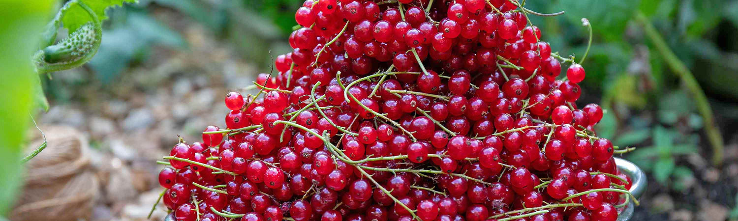 Currant Plants