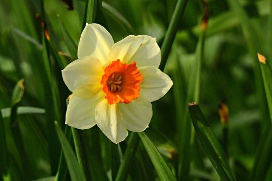 Daffodil Bulbs