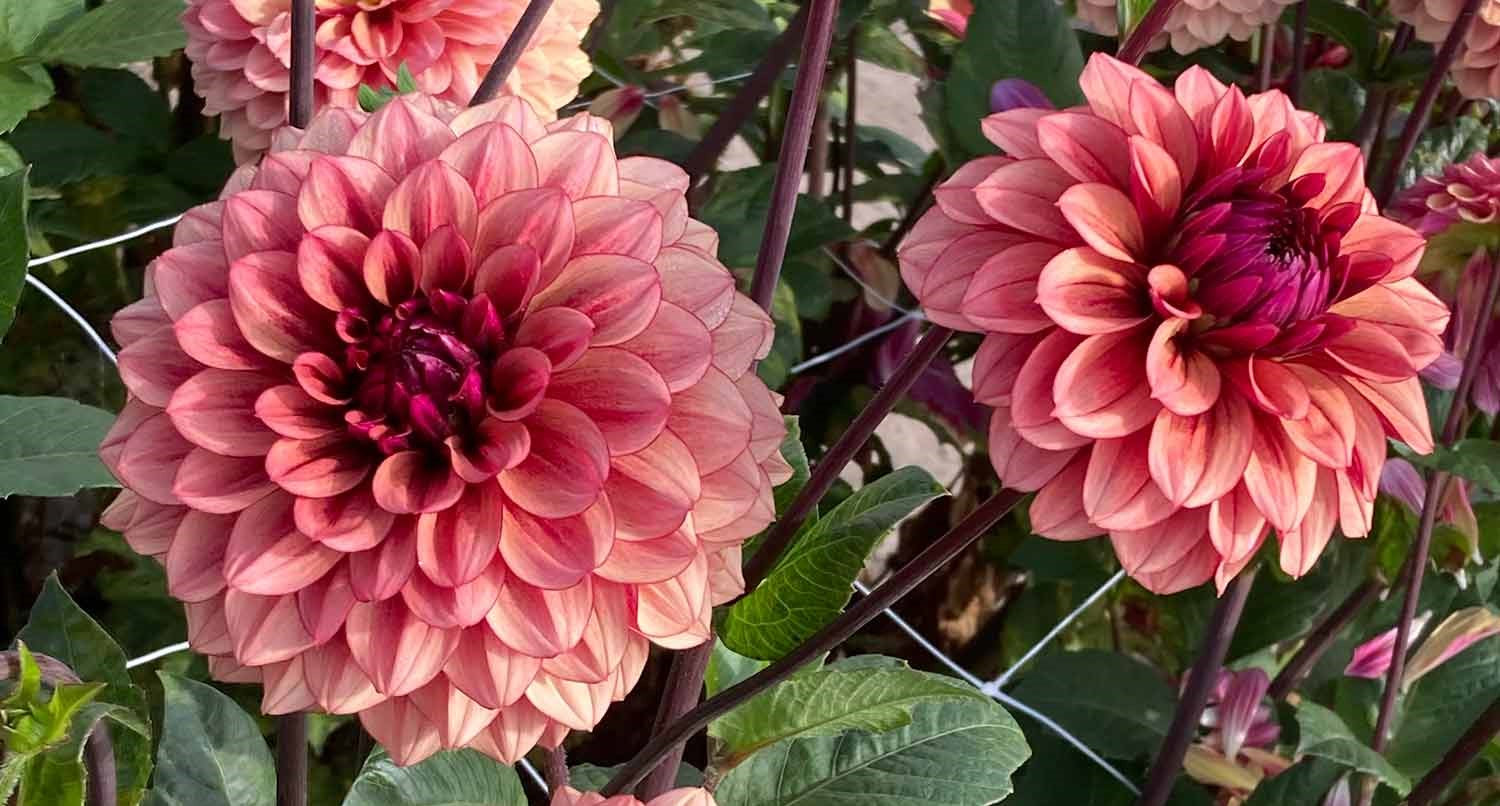 Dahlia Plants in Garden