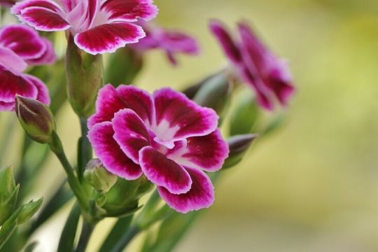 Dianthus Plants