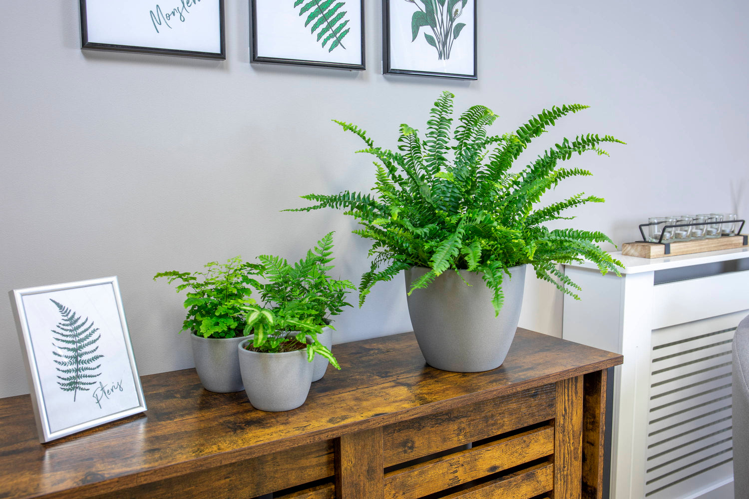 Ferns & Foliage