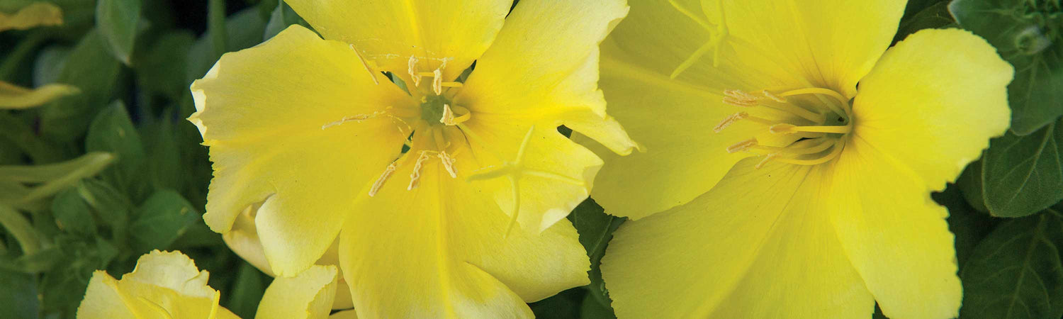 Primrose Seeds