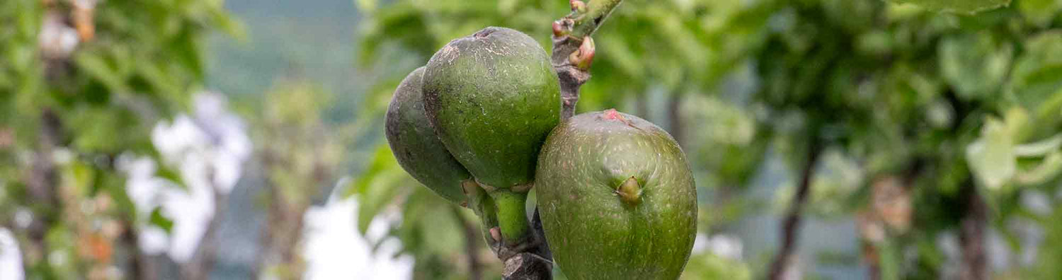 Fig Plants