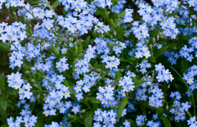 Forget-me-not (Myosotis)