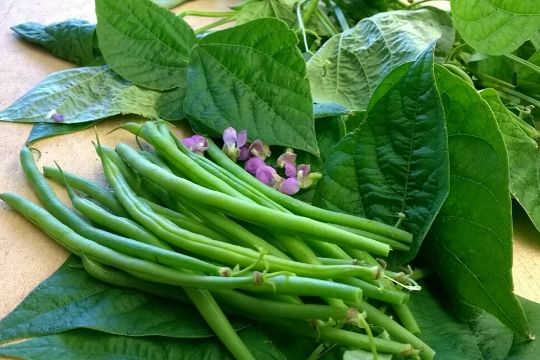 French Bean Plants