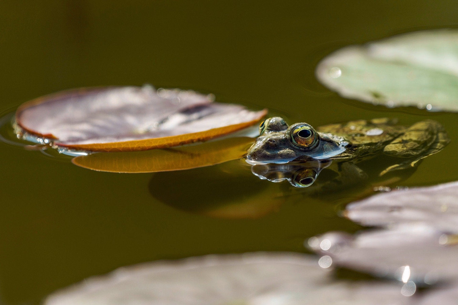 Pond Cleaners