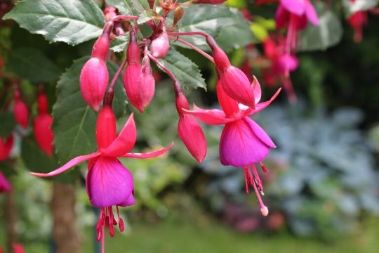 Fuchsia Plants