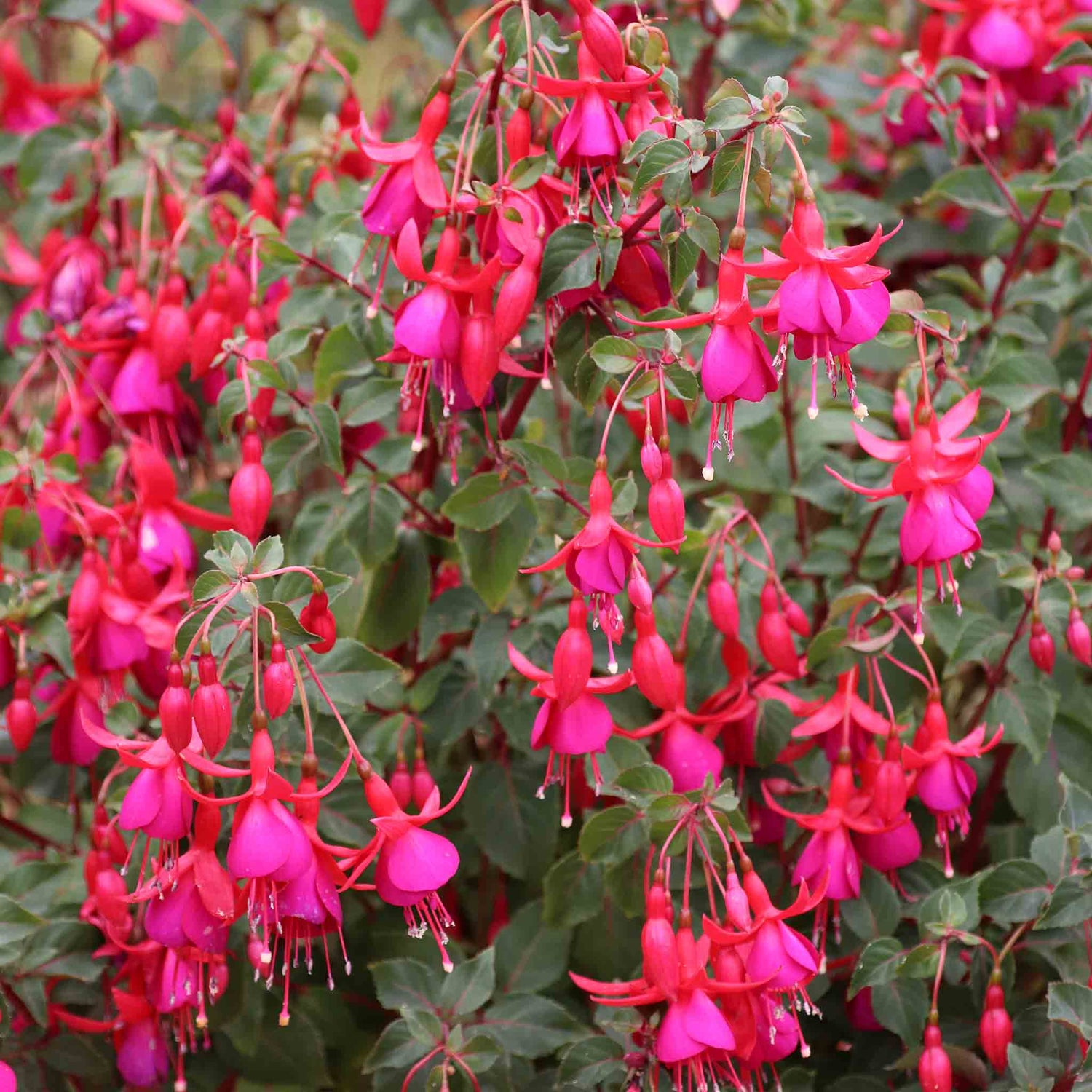 Gardeners World Email - GWE112