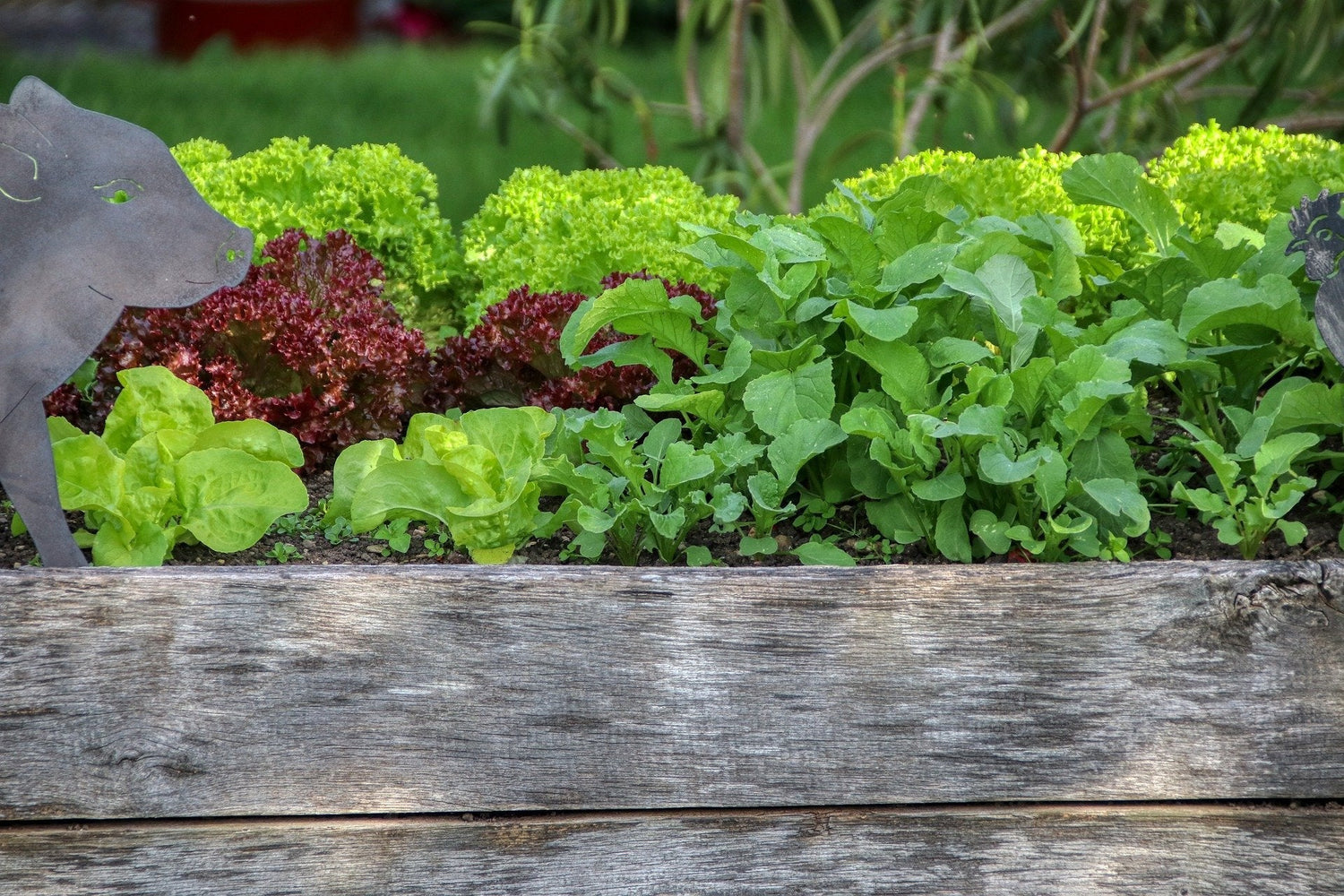 Raised Beds