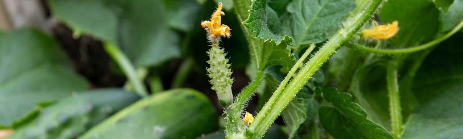 Gherkin Seeds