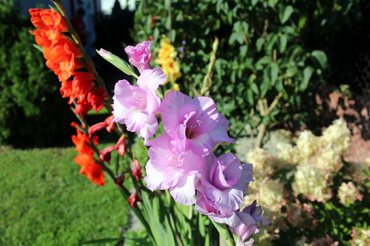 Gladioli Plants