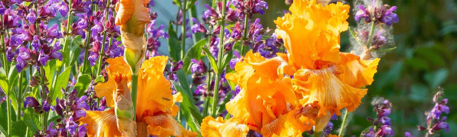 Gladioli Bulbs