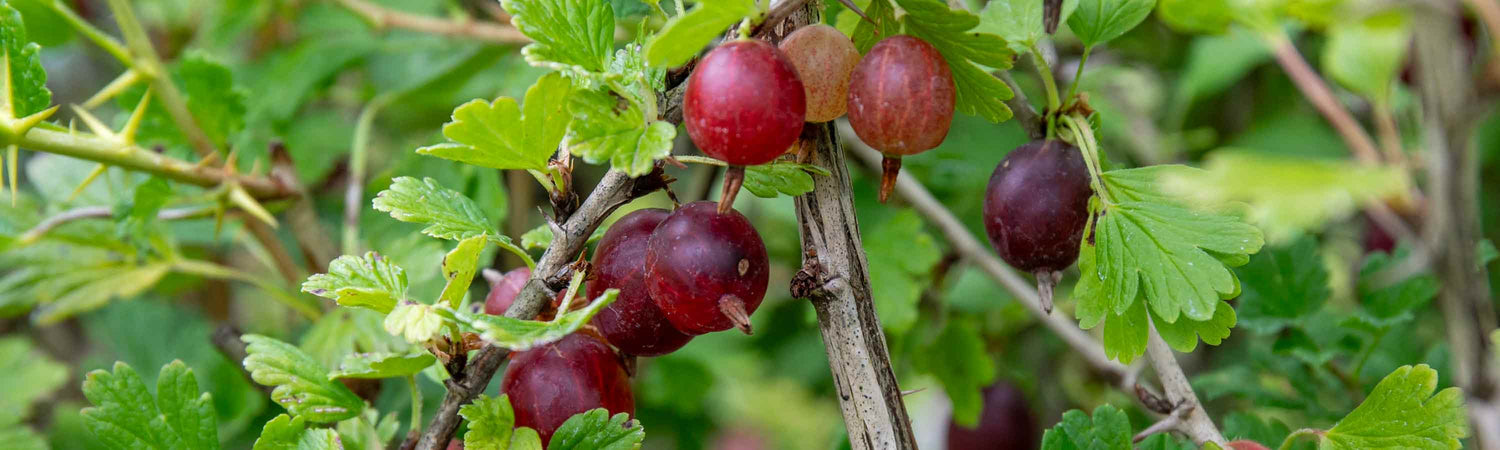 Gooseberry Bush