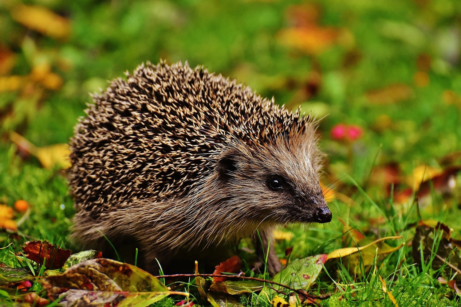 Wildlife & Pond