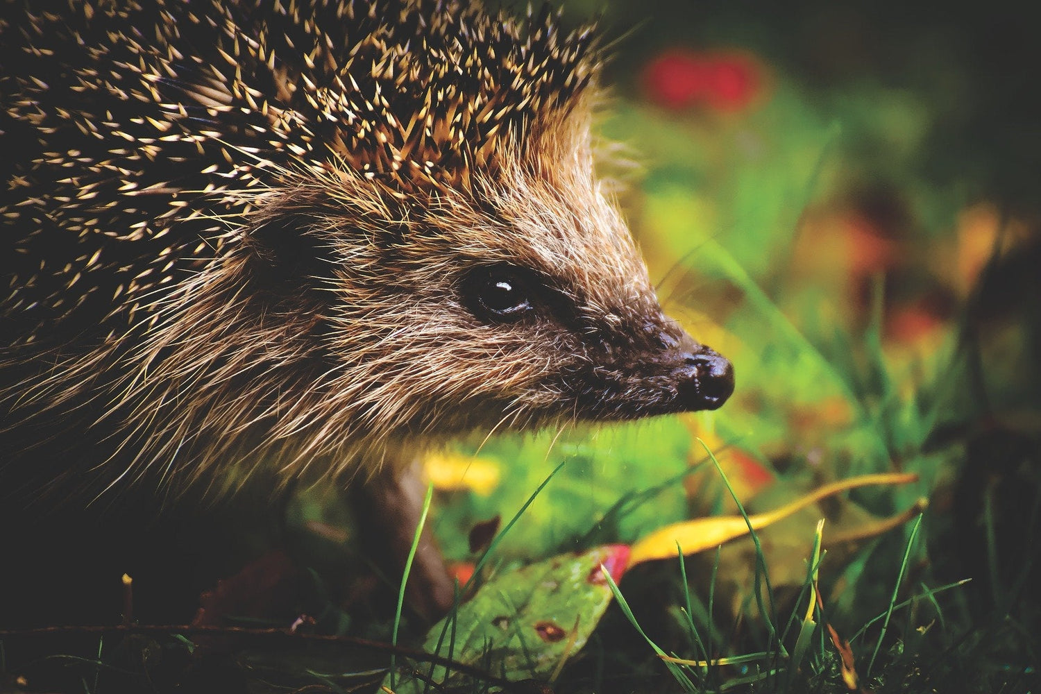 Hedgehog Houses