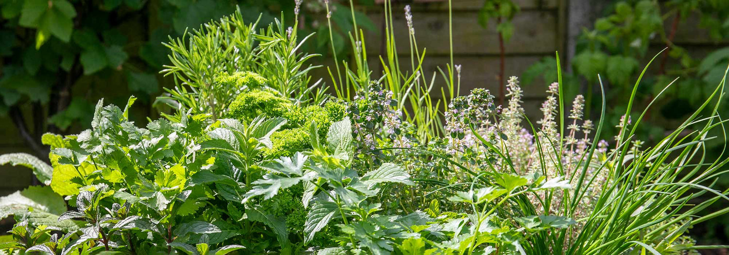 Herbs Daily Deal