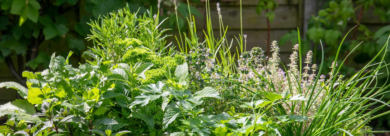 Herb Plants