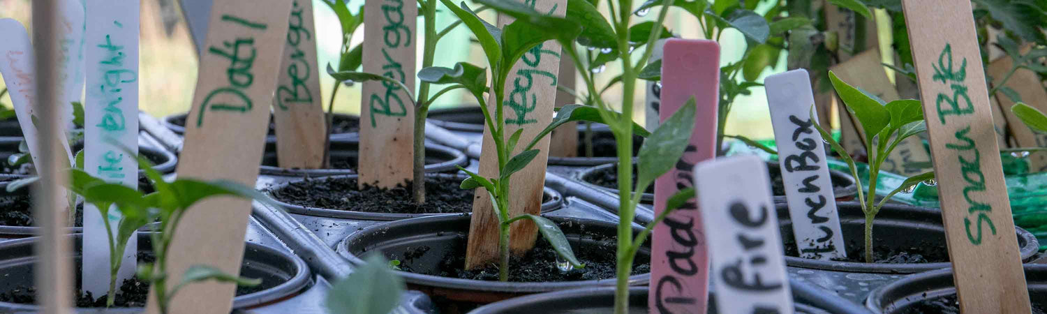 Young Plant Compost