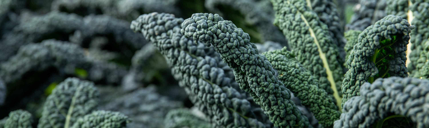 Kale Plants