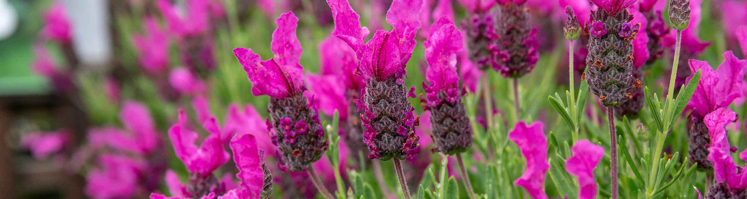 Lavender Seeds