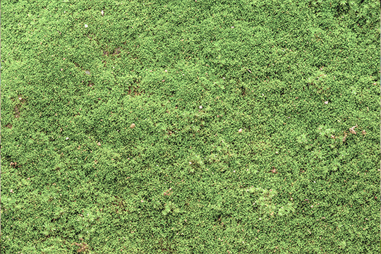 Lawn Moss Control