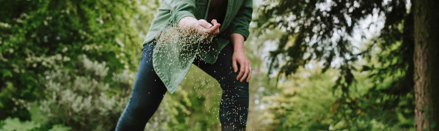Lawn Seed