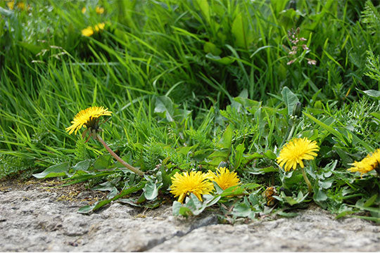 Lawn Weed Killer