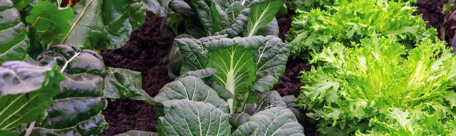 Leafy Salads