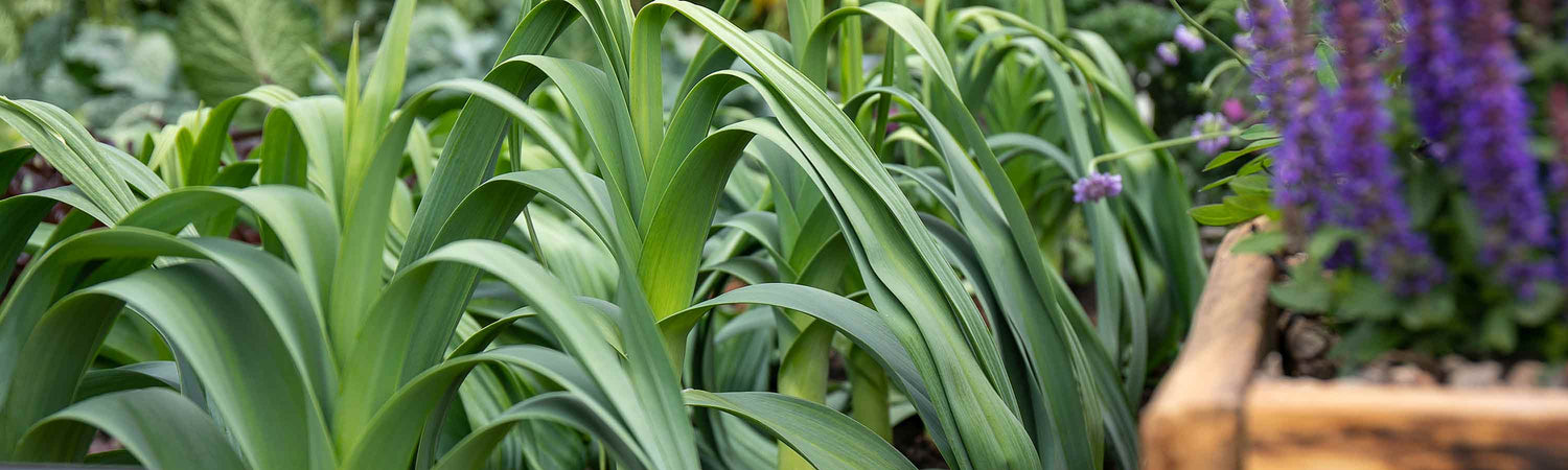 Leek Plants