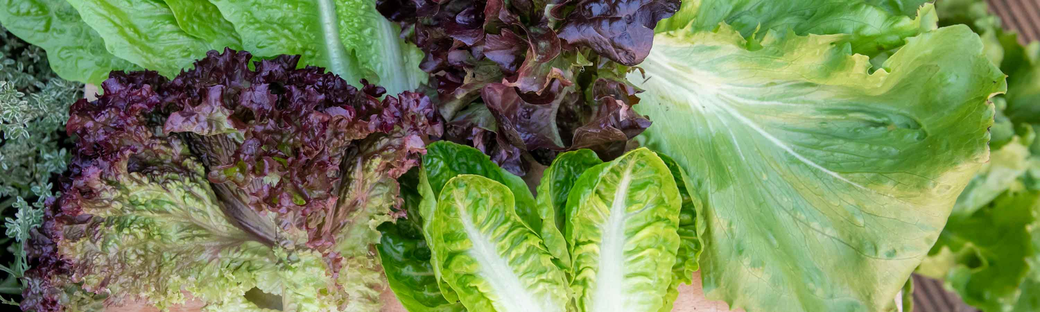 Salad Leaves & Lettuce Seeds