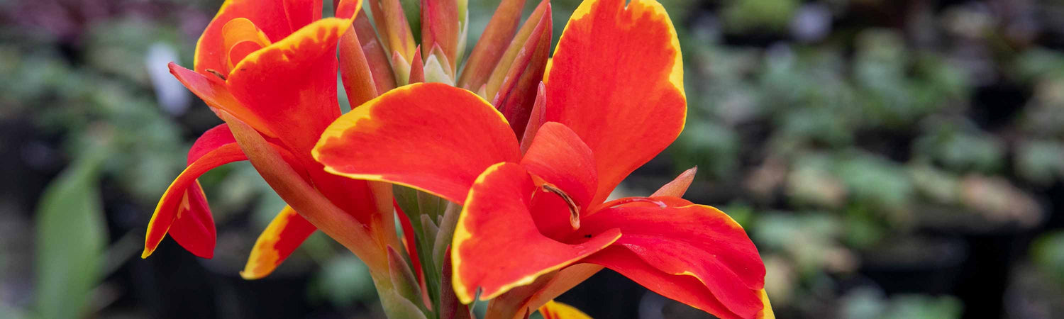 Lily Plants