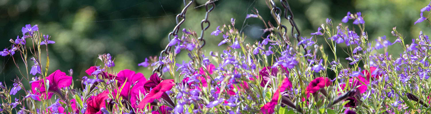 Lobelia Seeds